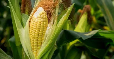 Картинка довгочиту