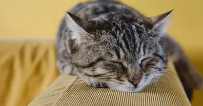 Картинка довгочиту