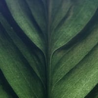 Морквяниця