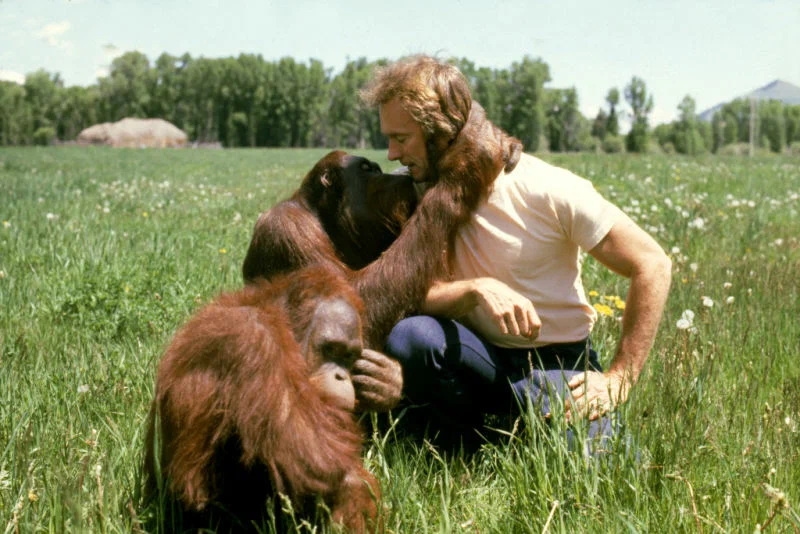 Як тільки зможеш - Клінт Іствуд і орангутани