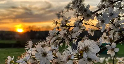 Картинка довгочиту