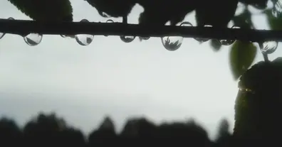 Картинка довгочиту