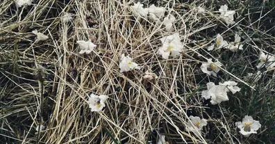 Картинка довгочиту