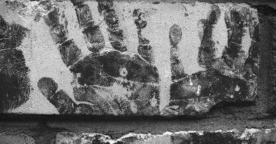 Картинка довгочиту