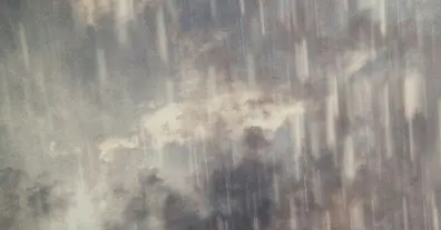 Картинка довгочиту