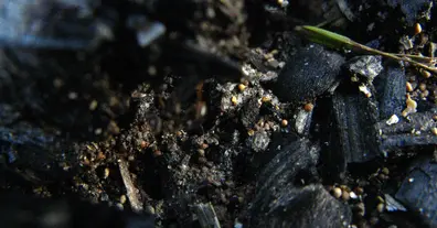 Картинка довгочиту