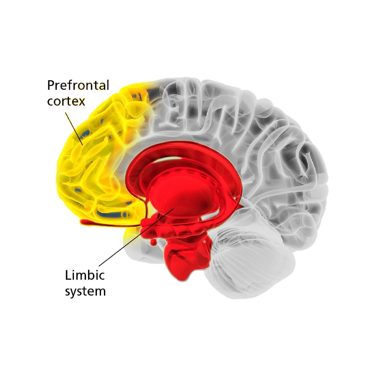 Джерело картинки: The Neuroscience of selling