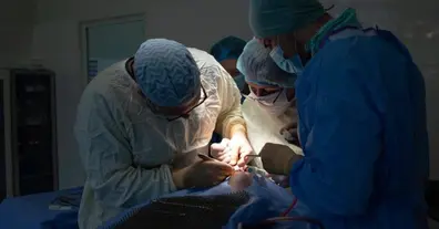 Картинка довгочиту