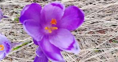 Картинка довгочиту