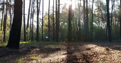 Картинка довгочиту