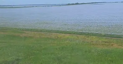 Картинка довгочиту