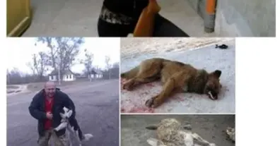 Картинка довгочиту