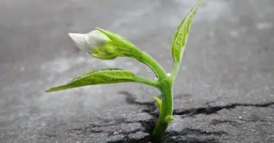 Картинка довгочиту