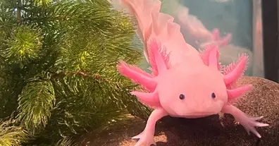 Картинка довгочиту