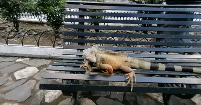 Картинка довгочиту