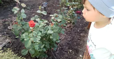 Картинка довгочиту