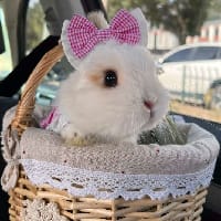 White and fluffy
