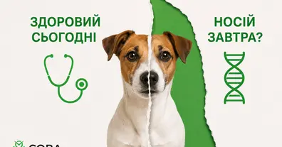 Картинка довгочиту