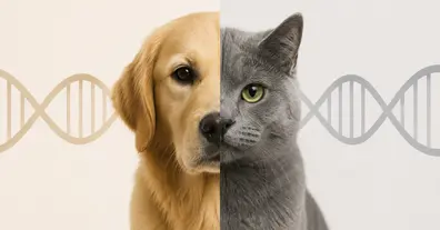 Картинка довгочиту