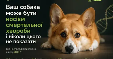 Картинка довгочиту