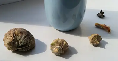 Картинка довгочиту