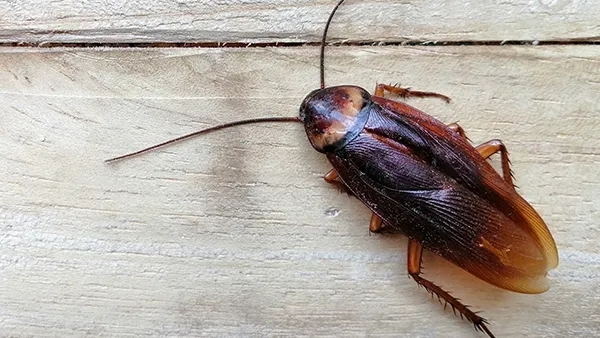 Cockroach Pest Control, Removal & Exterminators Sydney | E1