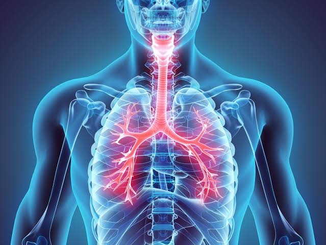 Understanding The Human Respiratory System: Lungs And More